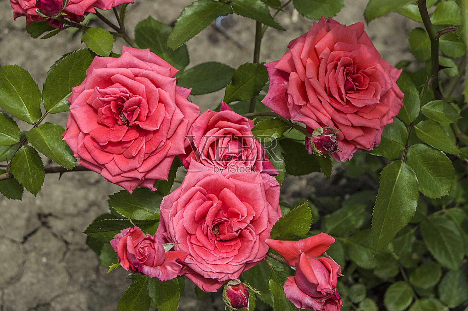 玫瑰，爱的象征玫瑰，粉色玫瑰为情人节，花园里的天然玫瑰照片摄影图片