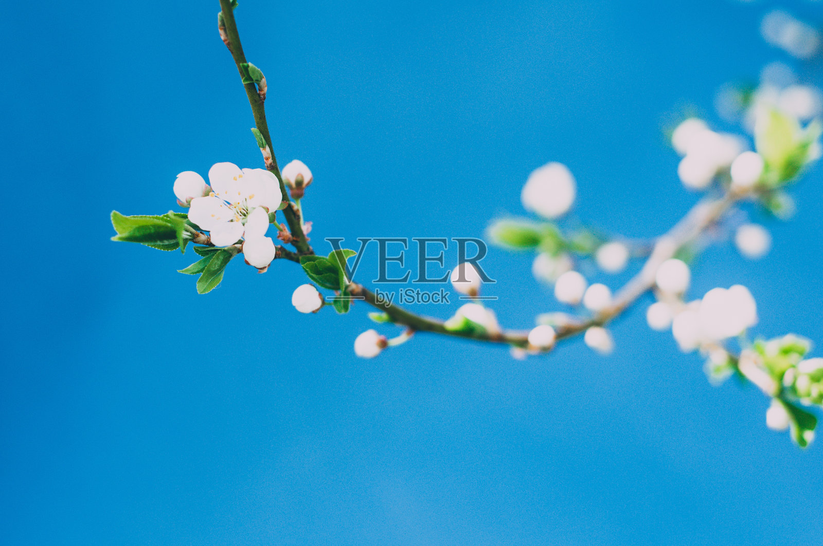 深蓝色背景上的樱花照片摄影图片