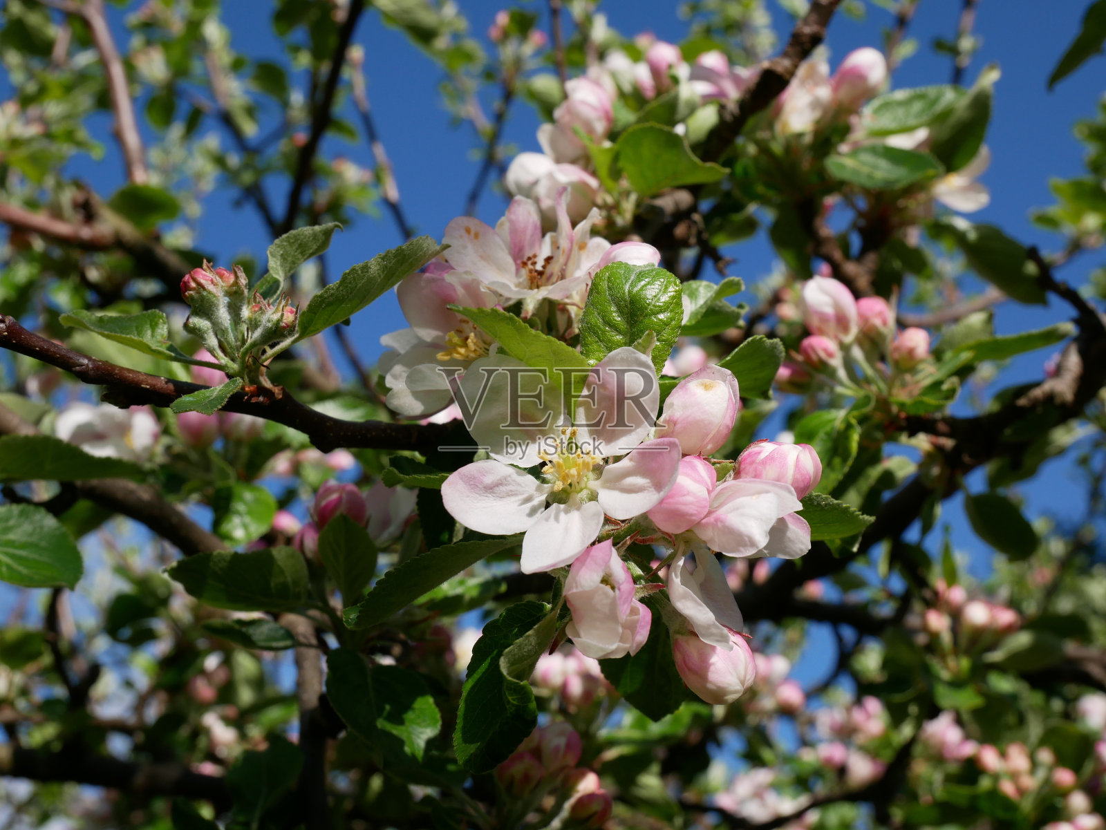 春天天空背景上的苹果花。照片摄影图片