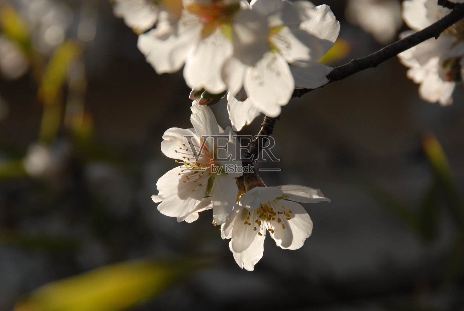 西班牙的杏花照片摄影图片
