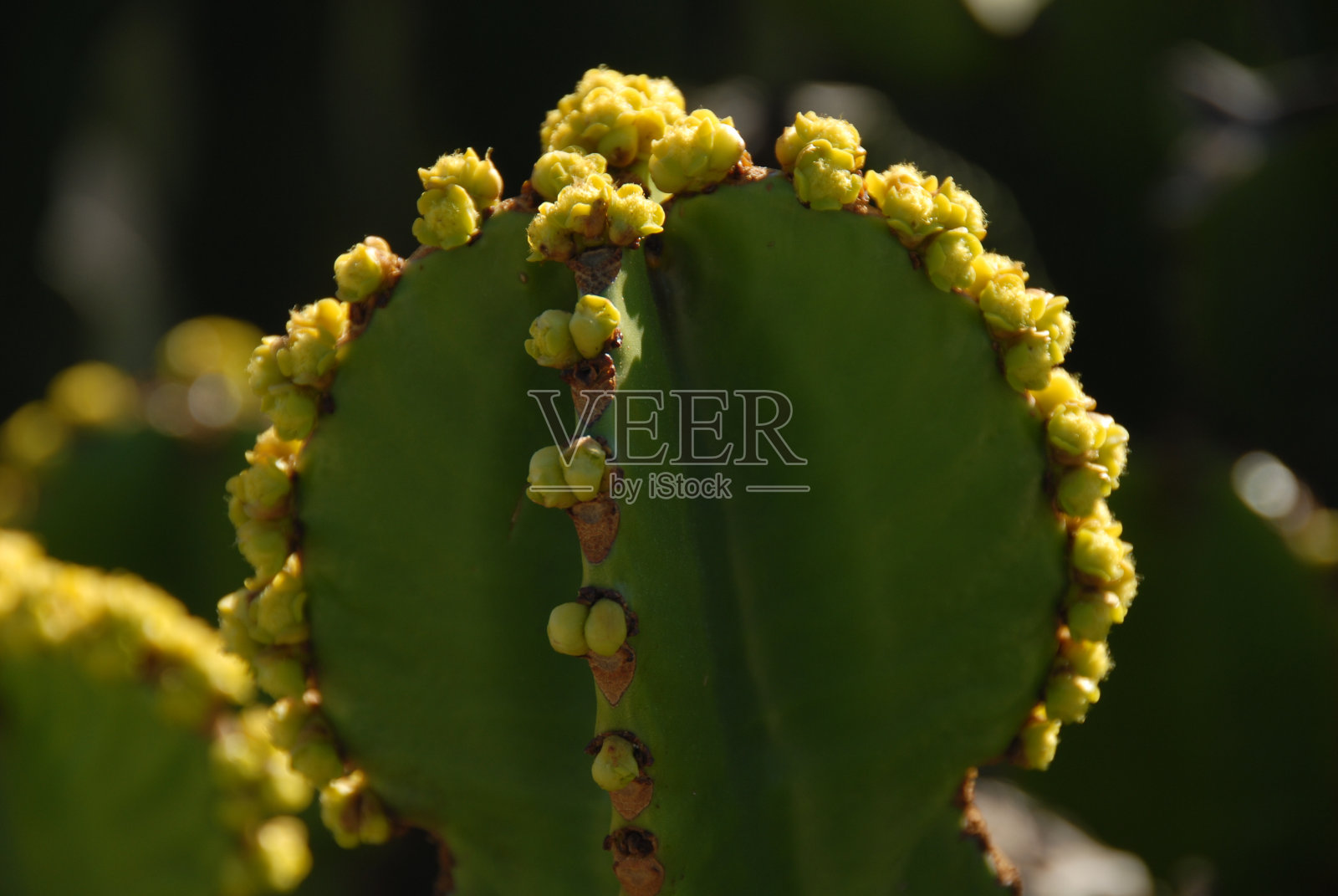 西班牙刺猬多刺照片摄影图片