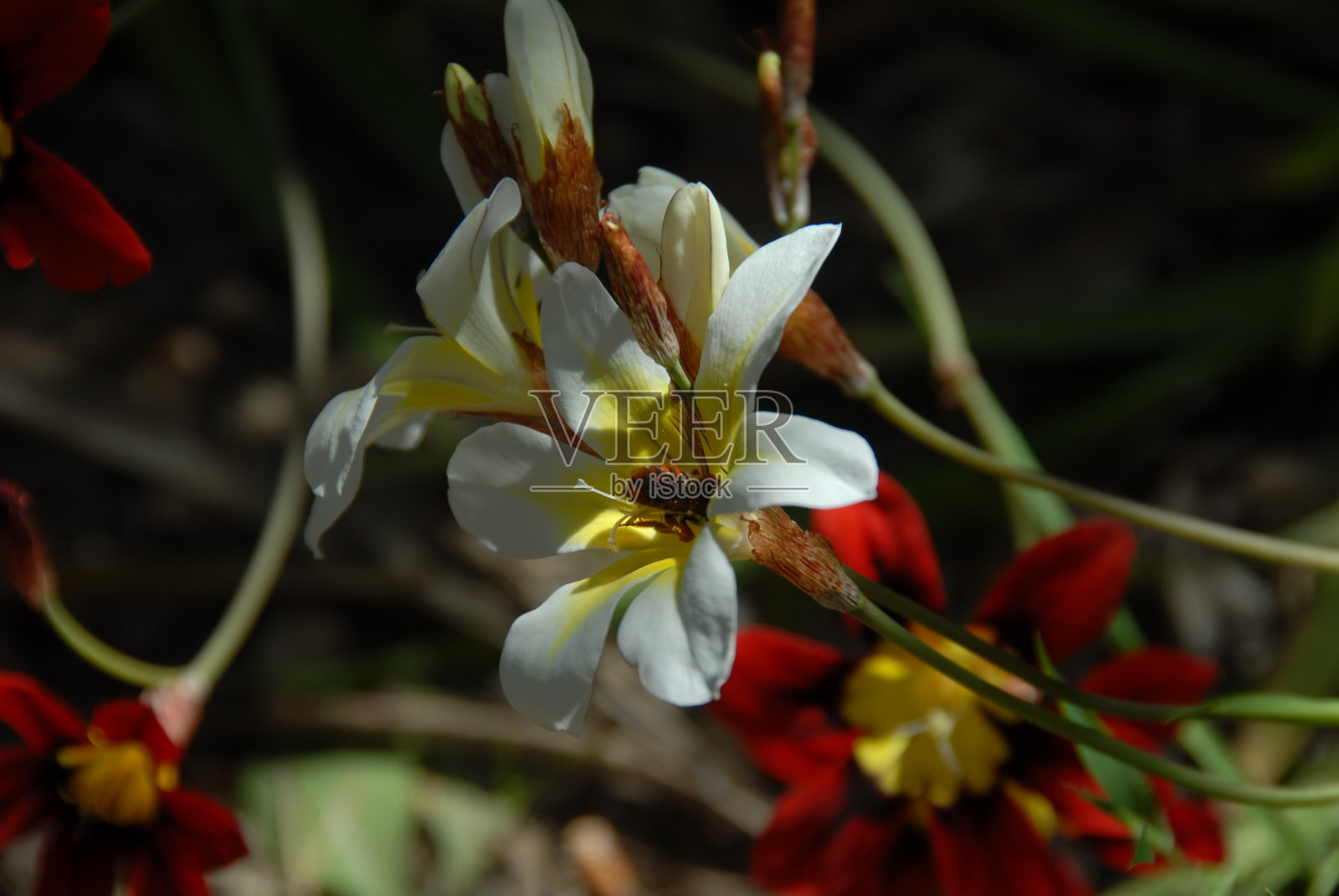 西班牙春花照片摄影图片