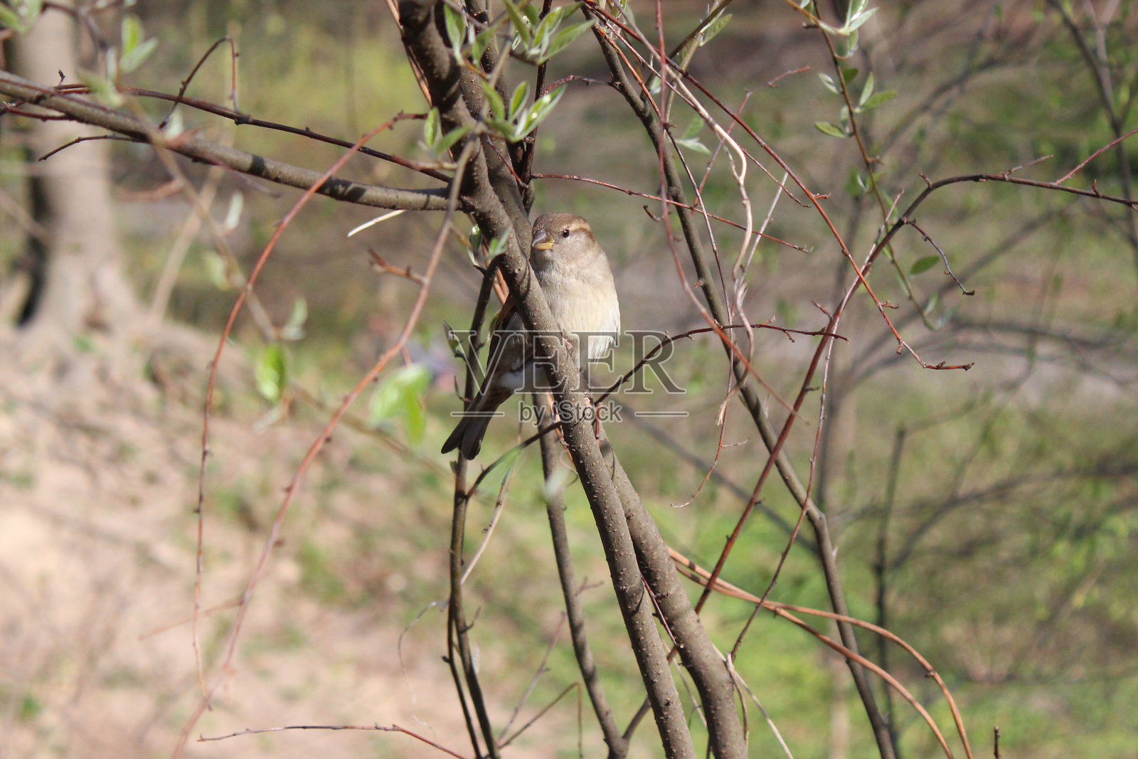麻雀照片摄影图片