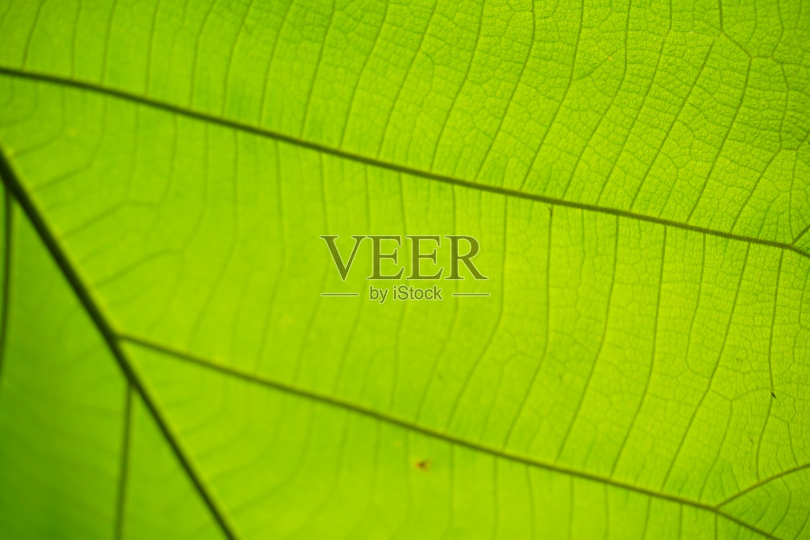 柚木叶照片摄影图片