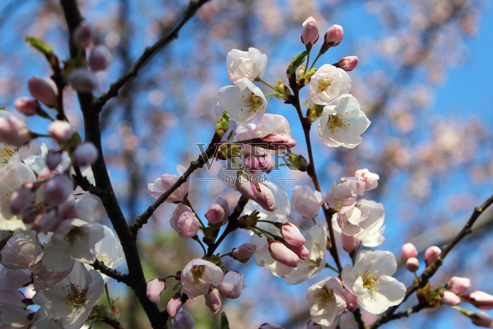 樱花照片摄影图片