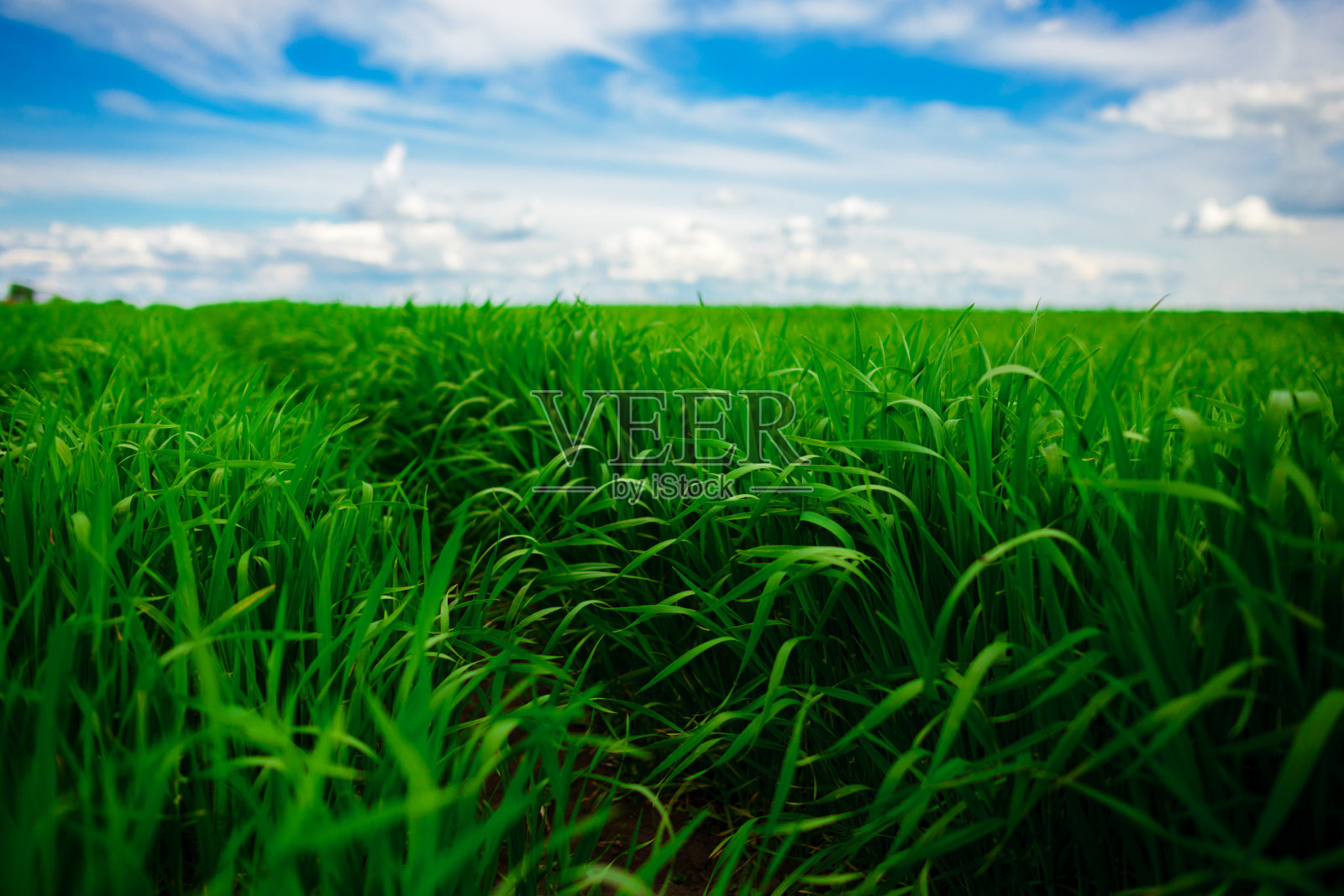 绿色的草地和明亮的蓝天背景照片摄影图片