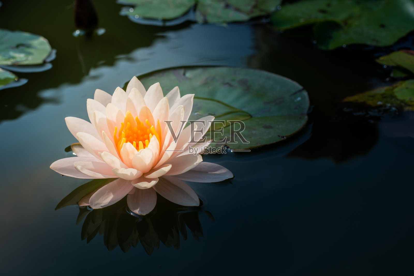 池塘里的荷花。照片摄影图片