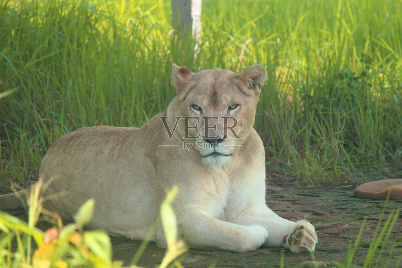 丛林之王照片摄影图片