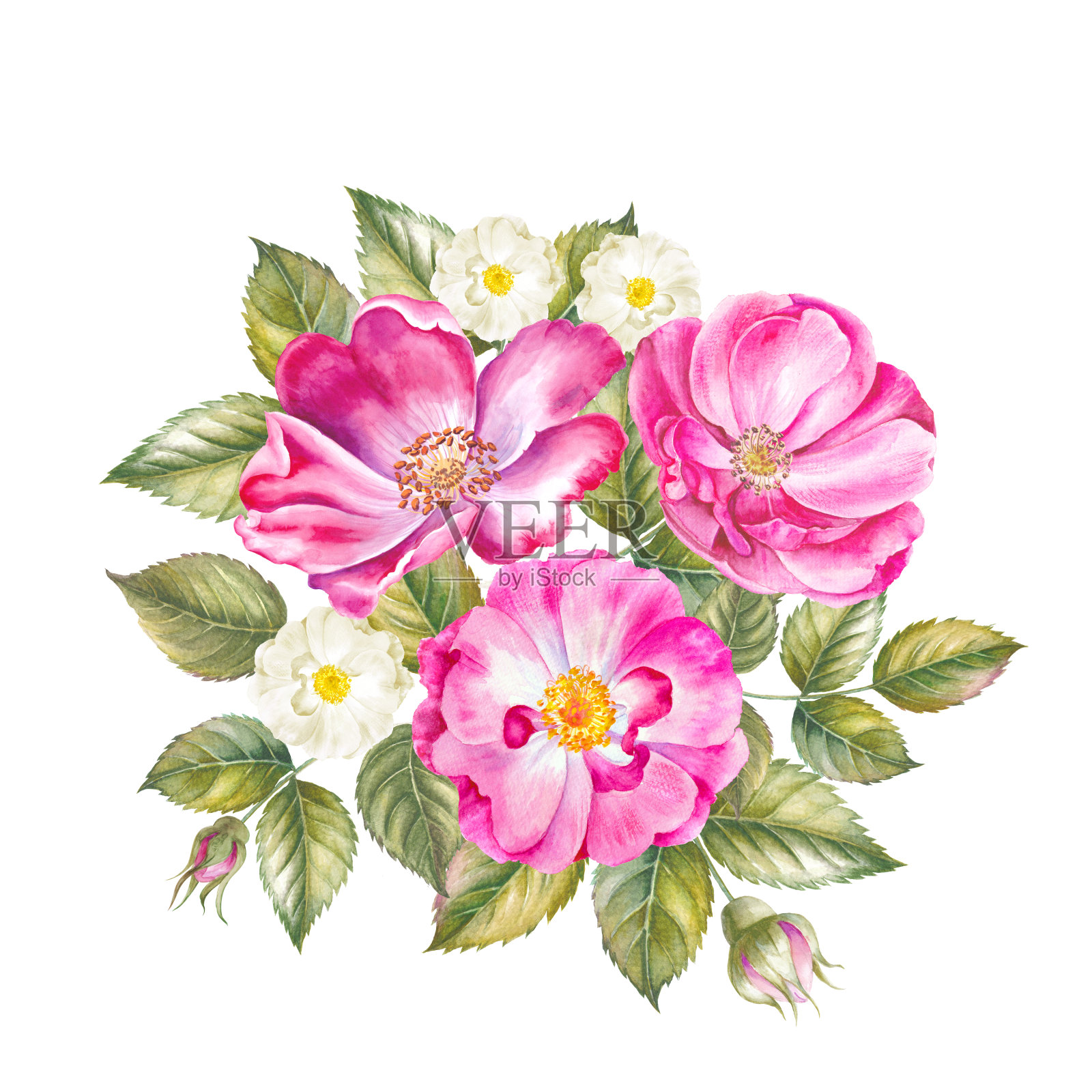 盛开的玫瑰花水彩画插图。可爱的粉色玫瑰在复古风格的设计。花水彩插图。插画图片素材