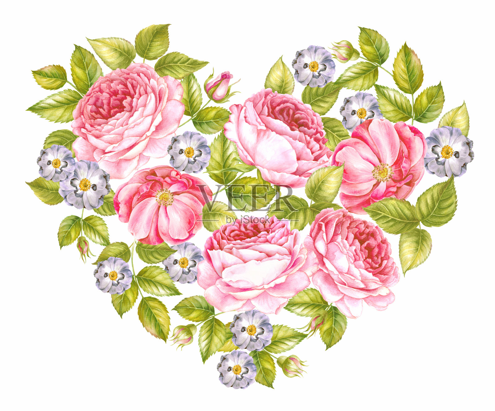 玫瑰的心。插画图片素材