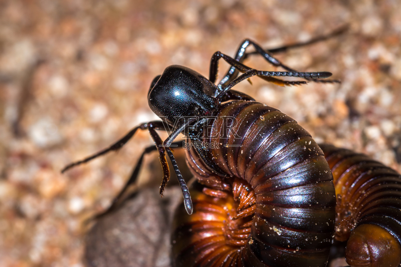 南非开普敦，非洲臭蚂蚁(pachycondyla tarsata)攻击红色千足虫照片摄影图片