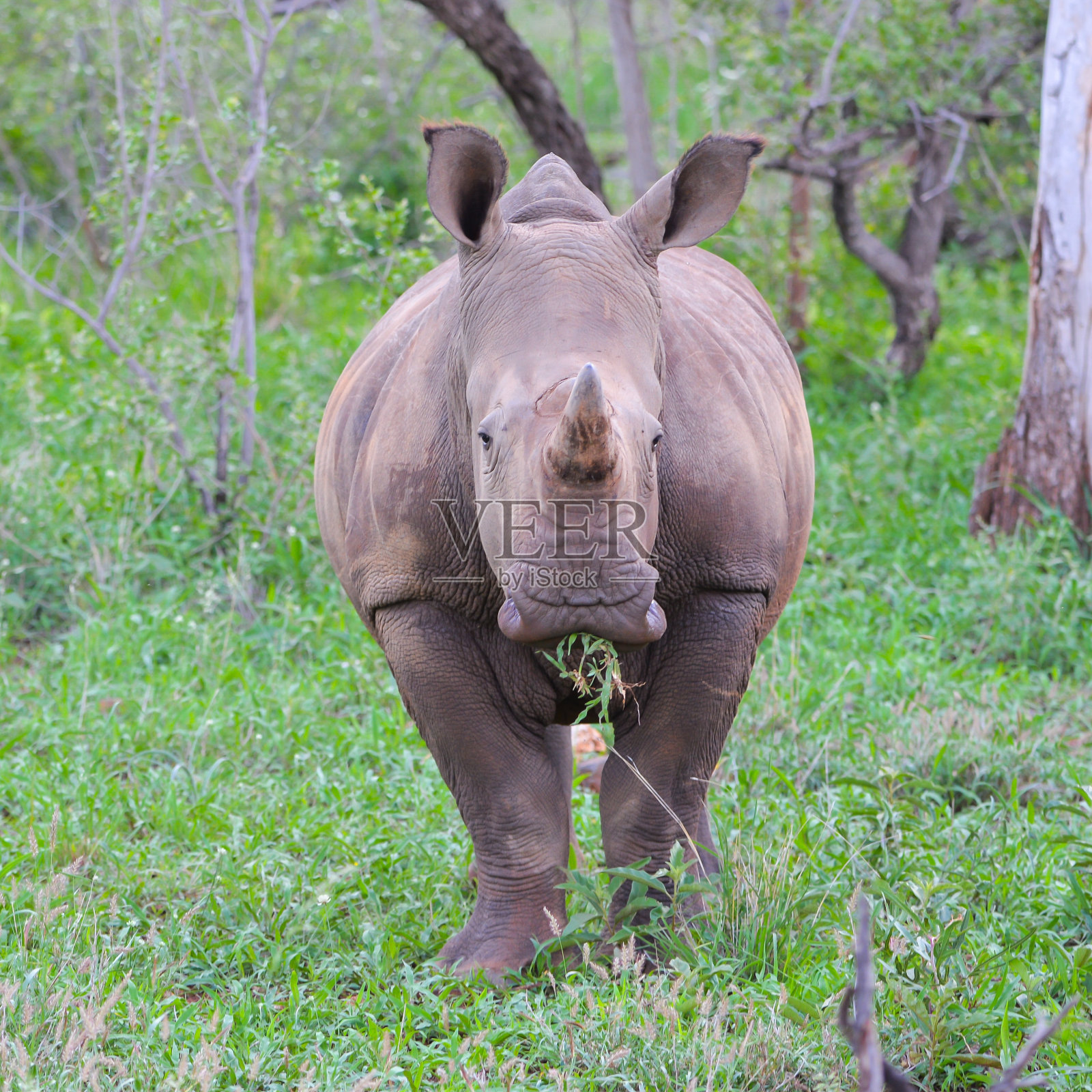犀牛照片摄影图片