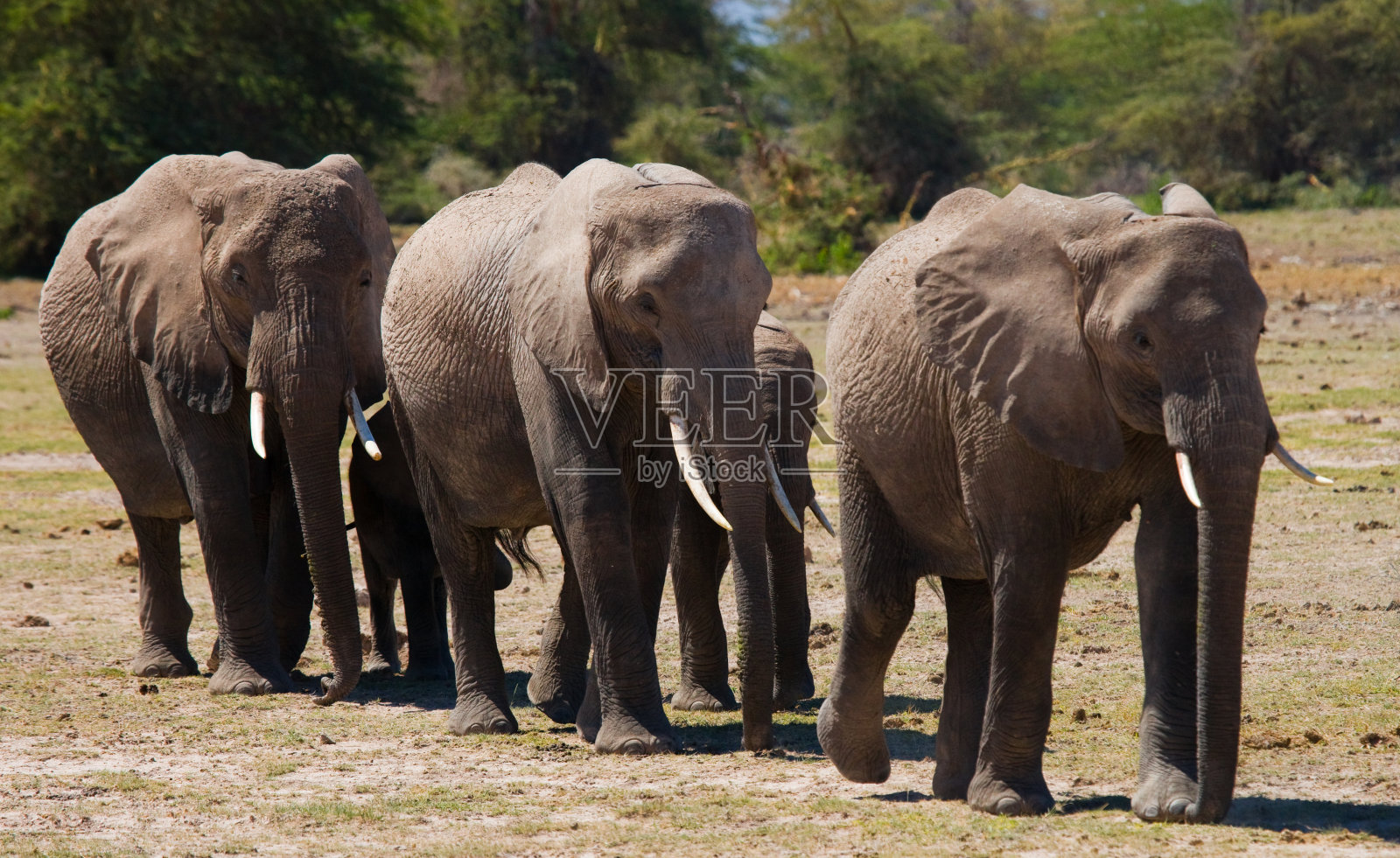 一群大象在大草原上行走。照片摄影图片