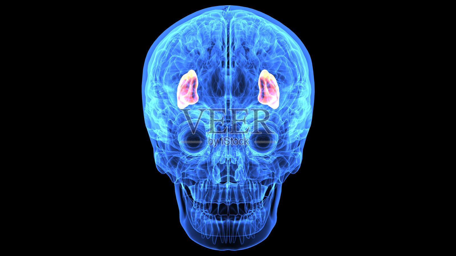 人体大脑解剖部分的3d插图照片摄影图片