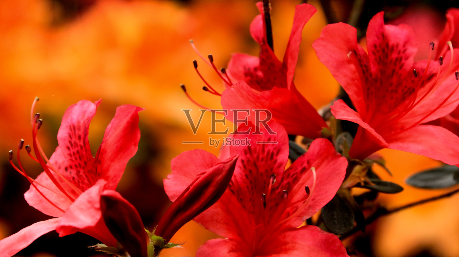 杜鹃花的花照片摄影图片