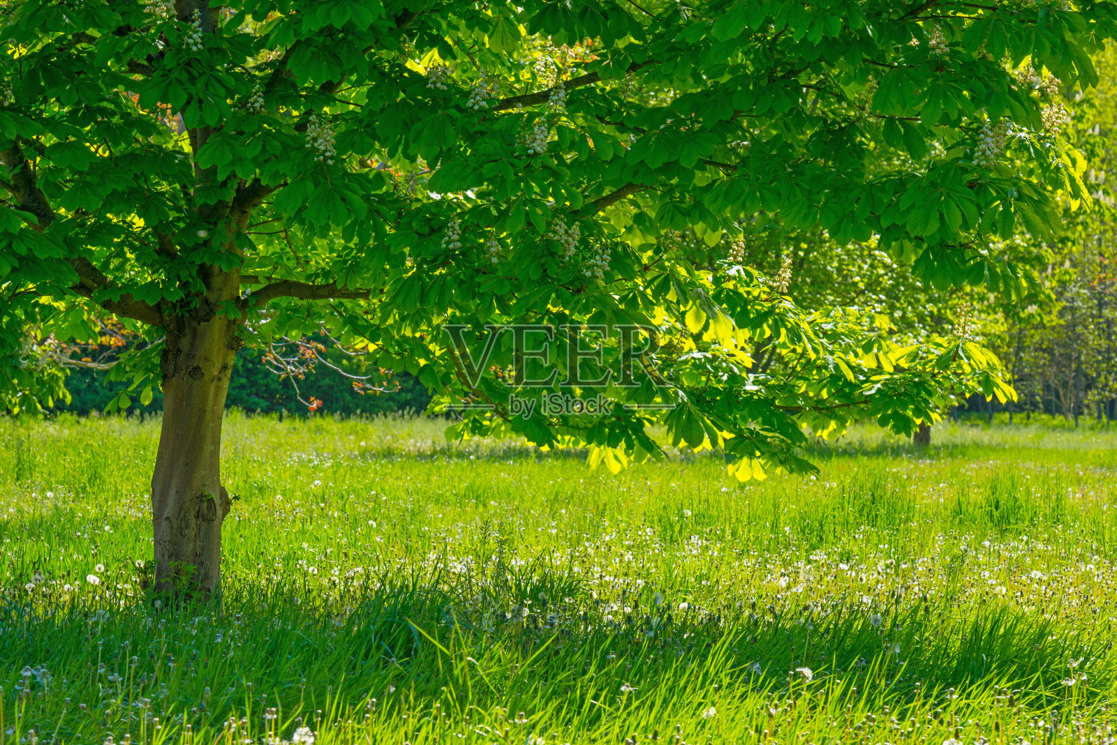 春天阳光下草地上的栗树照片摄影图片