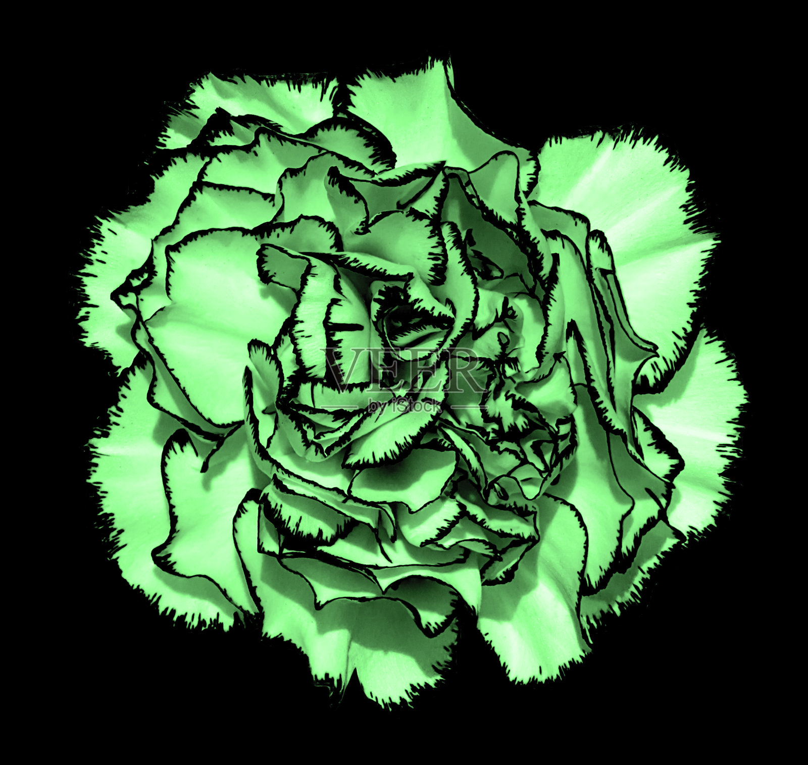 丁香花与绿色花瓣和黑色边缘微距摄影孤立在黑色绘画风格化照片摄影图片