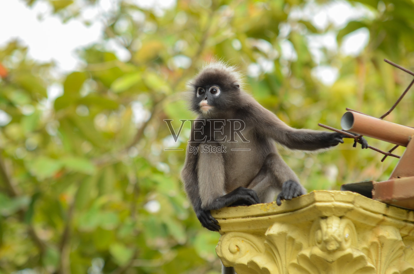 树上的黑叶猴照片摄影图片