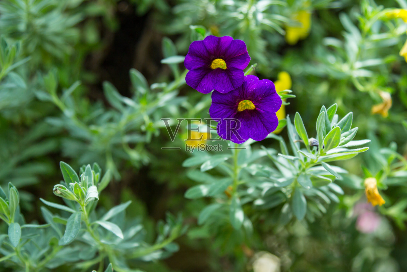 花园里有牵牛花照片摄影图片