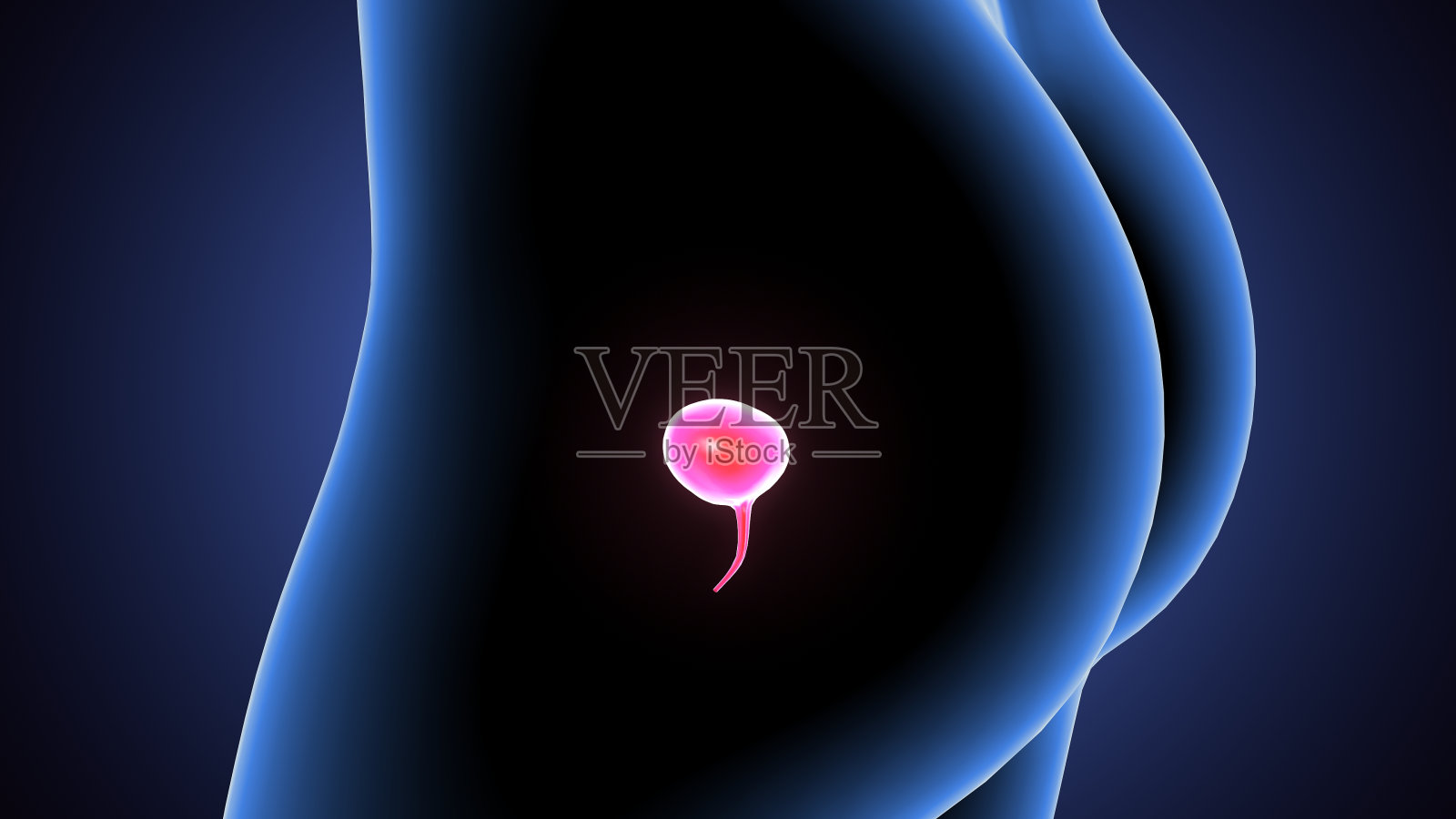 人体器官解剖(膀胱)三维示意图照片摄影图片