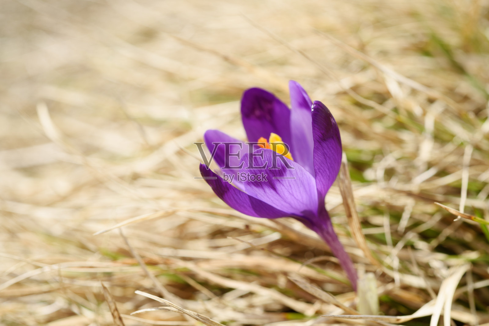春季番红花花照片摄影图片