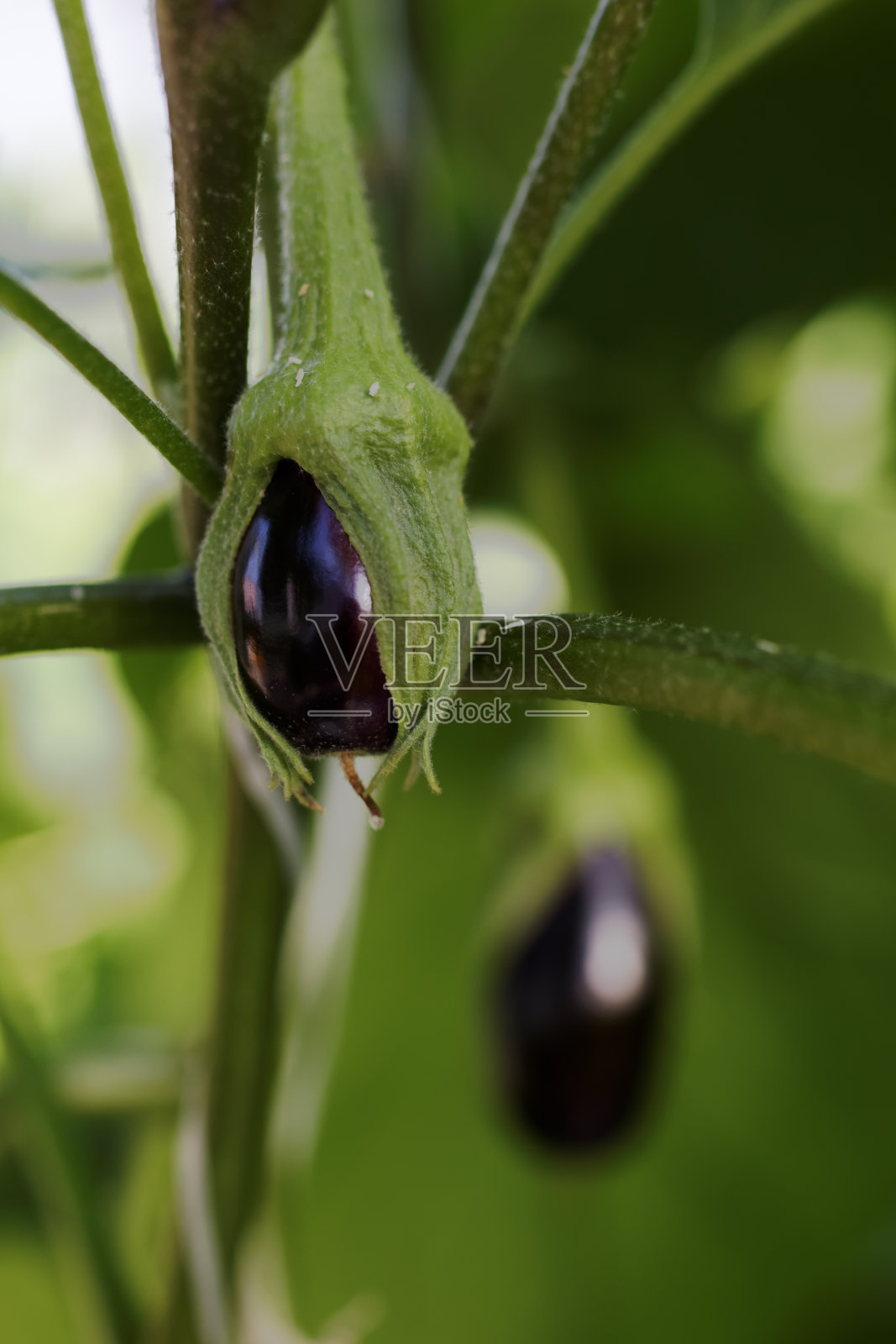 新茄子照片摄影图片