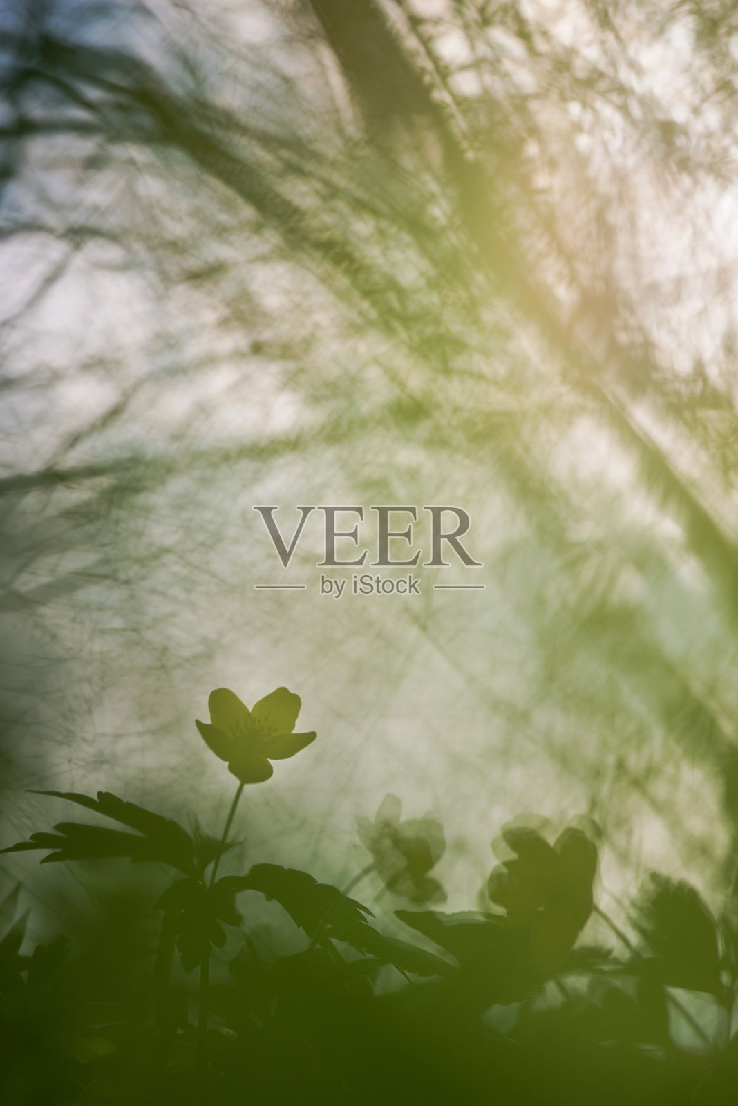 黑暗的幻想照片摄影图片