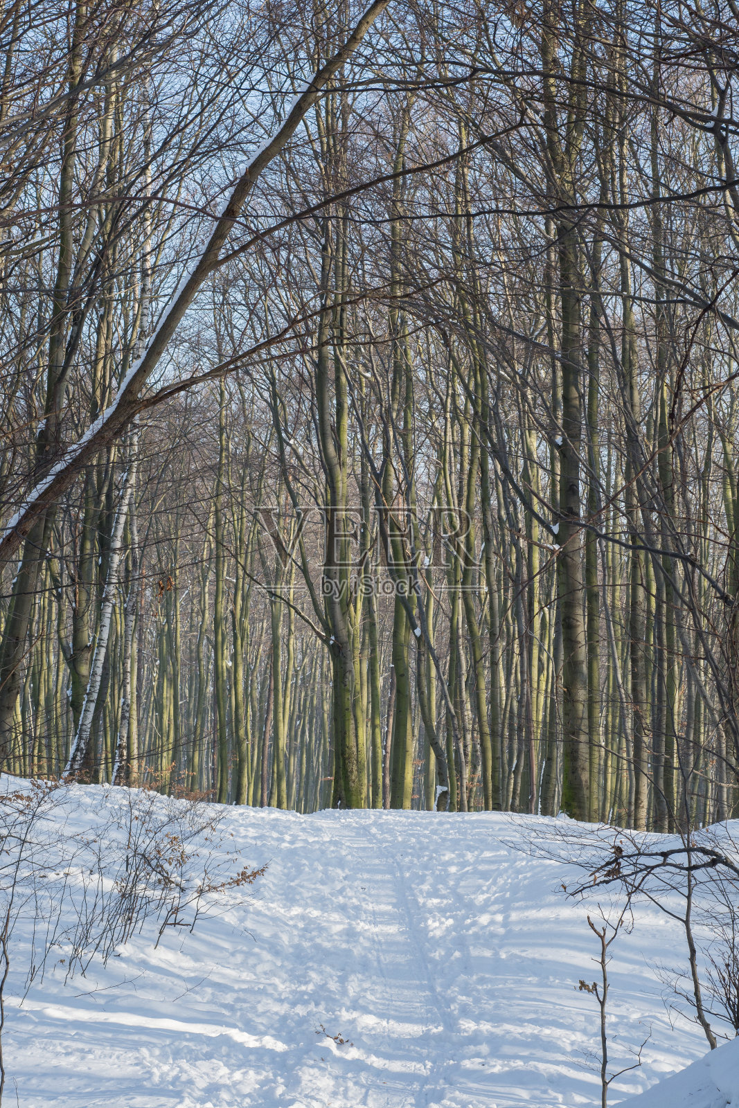 冬季森林照片摄影图片
