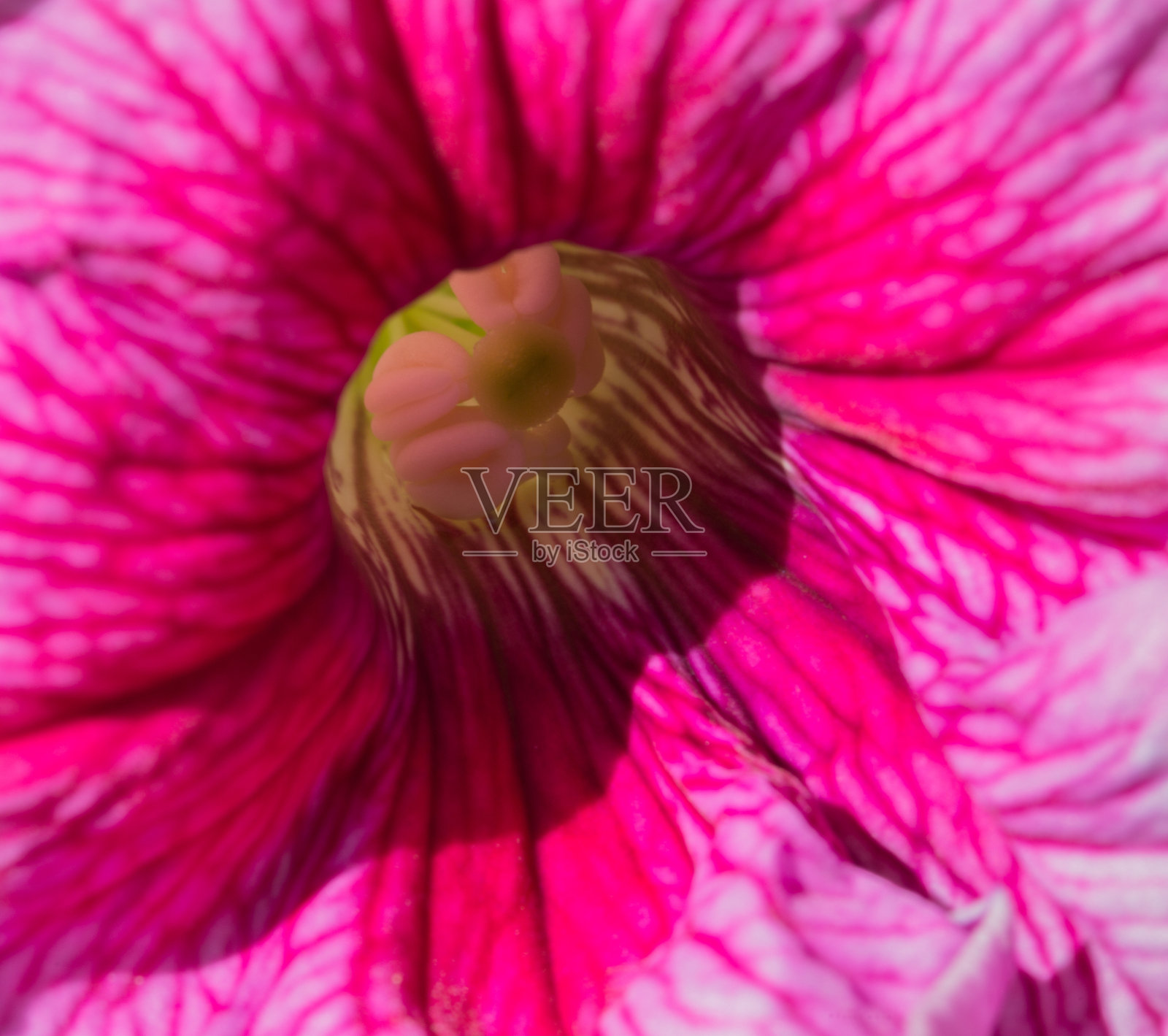 在佩妮照片摄影图片