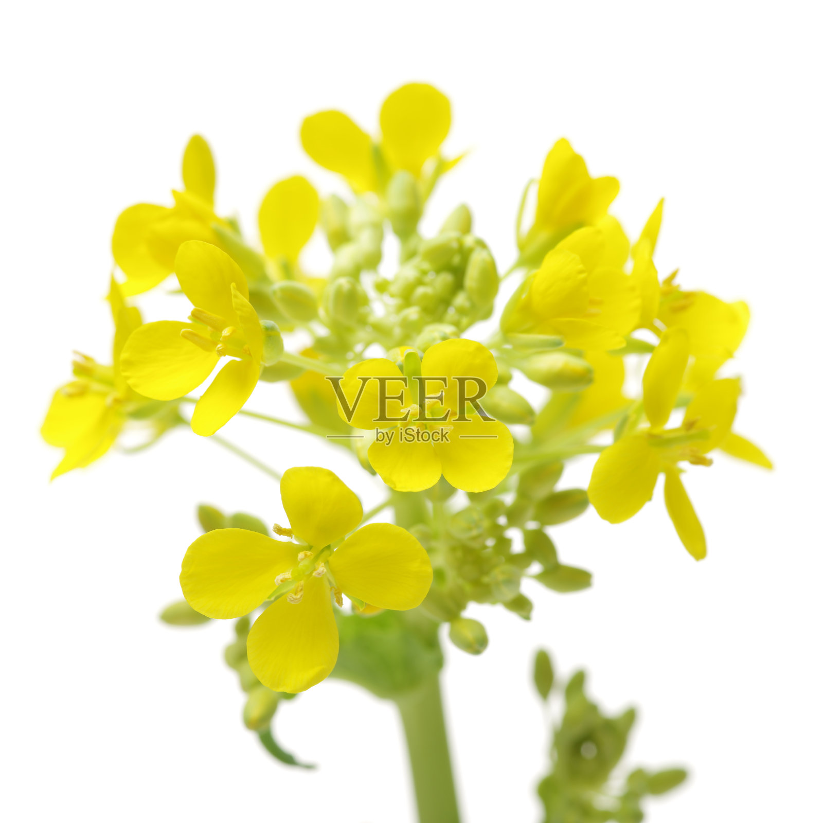 白色背景上的白菜花照片摄影图片