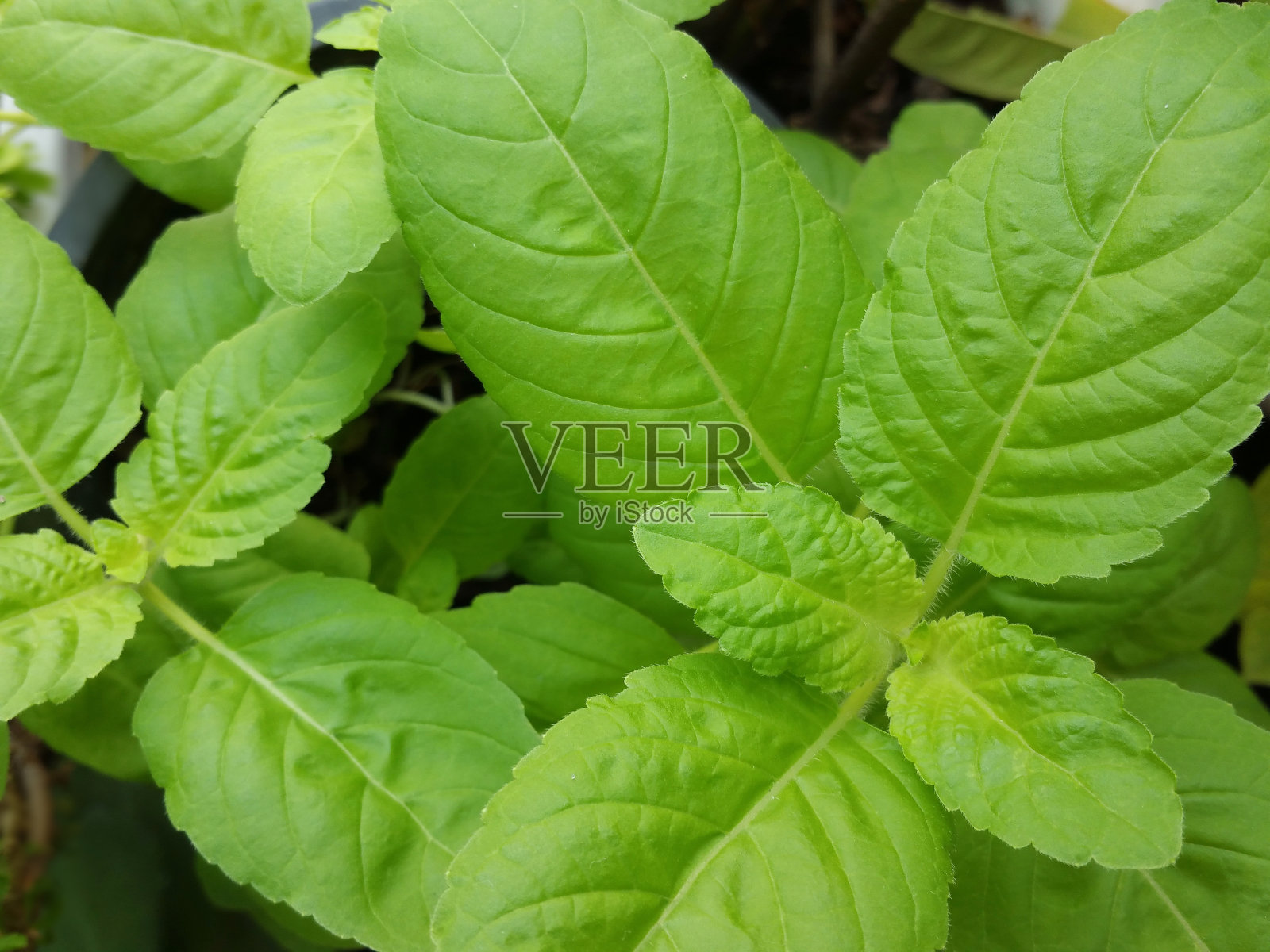 圣罗勒照片摄影图片