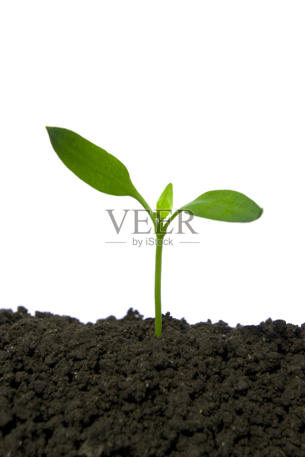 春天照片摄影图片