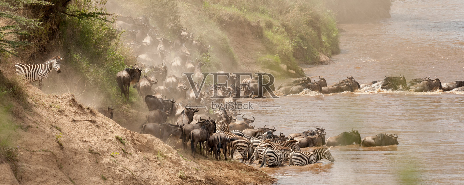 角马迁徙照片摄影图片