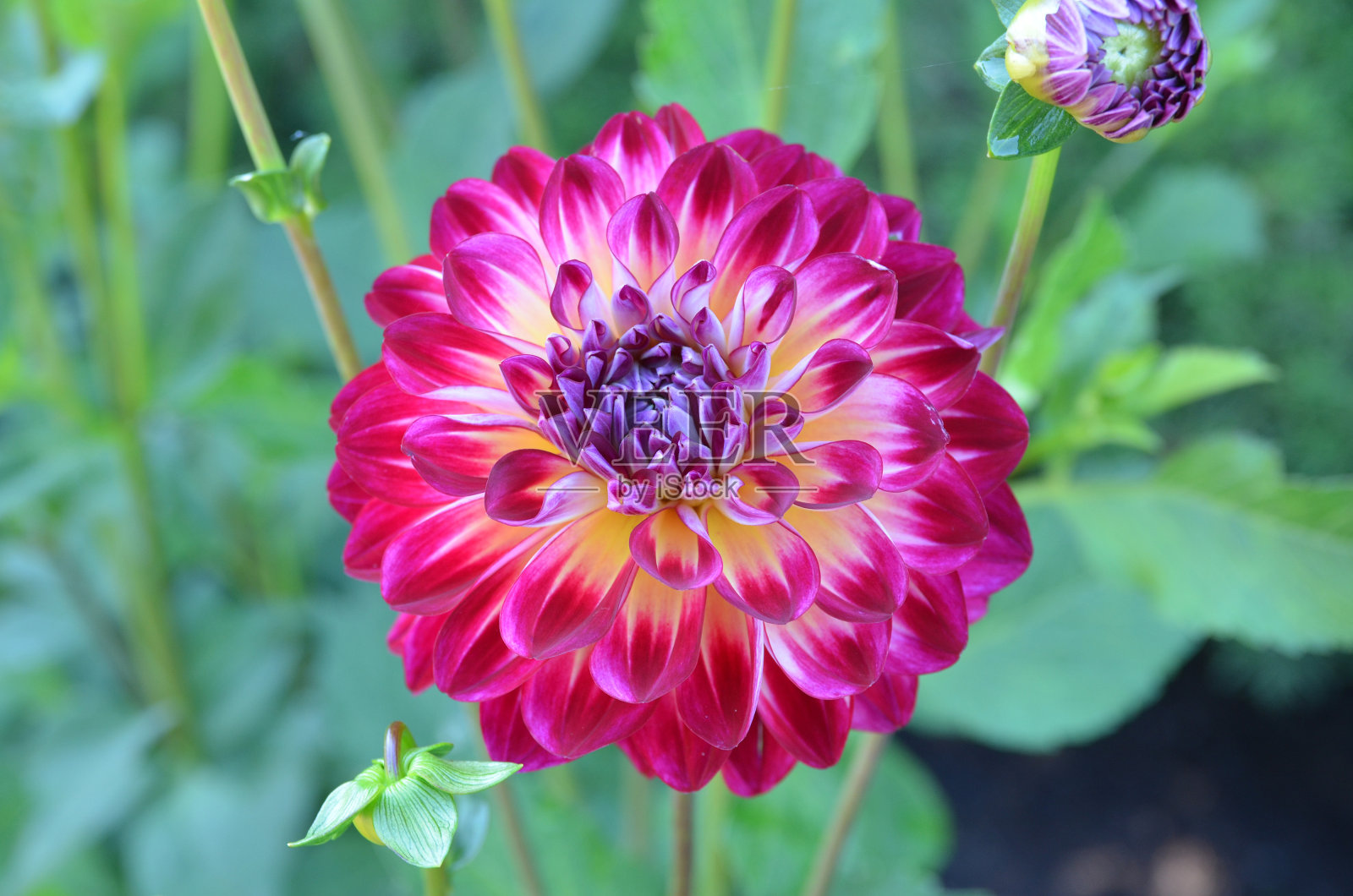 美洲的大丽花照片摄影图片