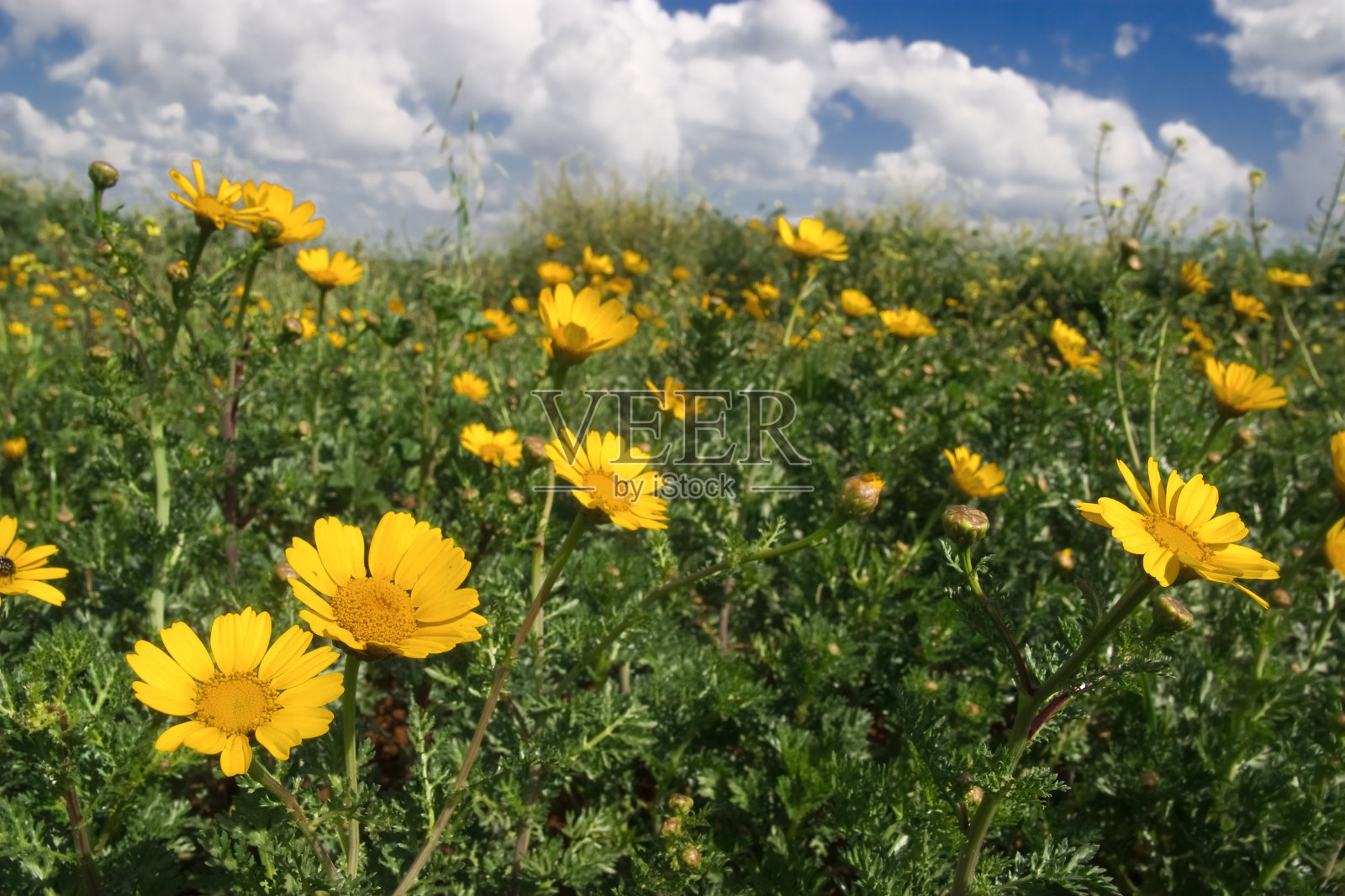 雏菊领域照片摄影图片