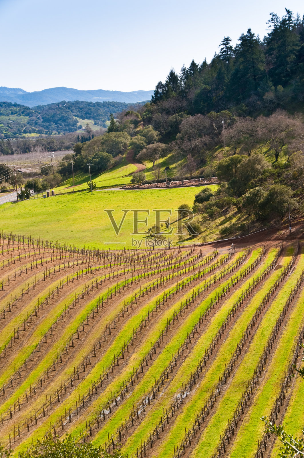 加州纳帕的葡萄园照片摄影图片