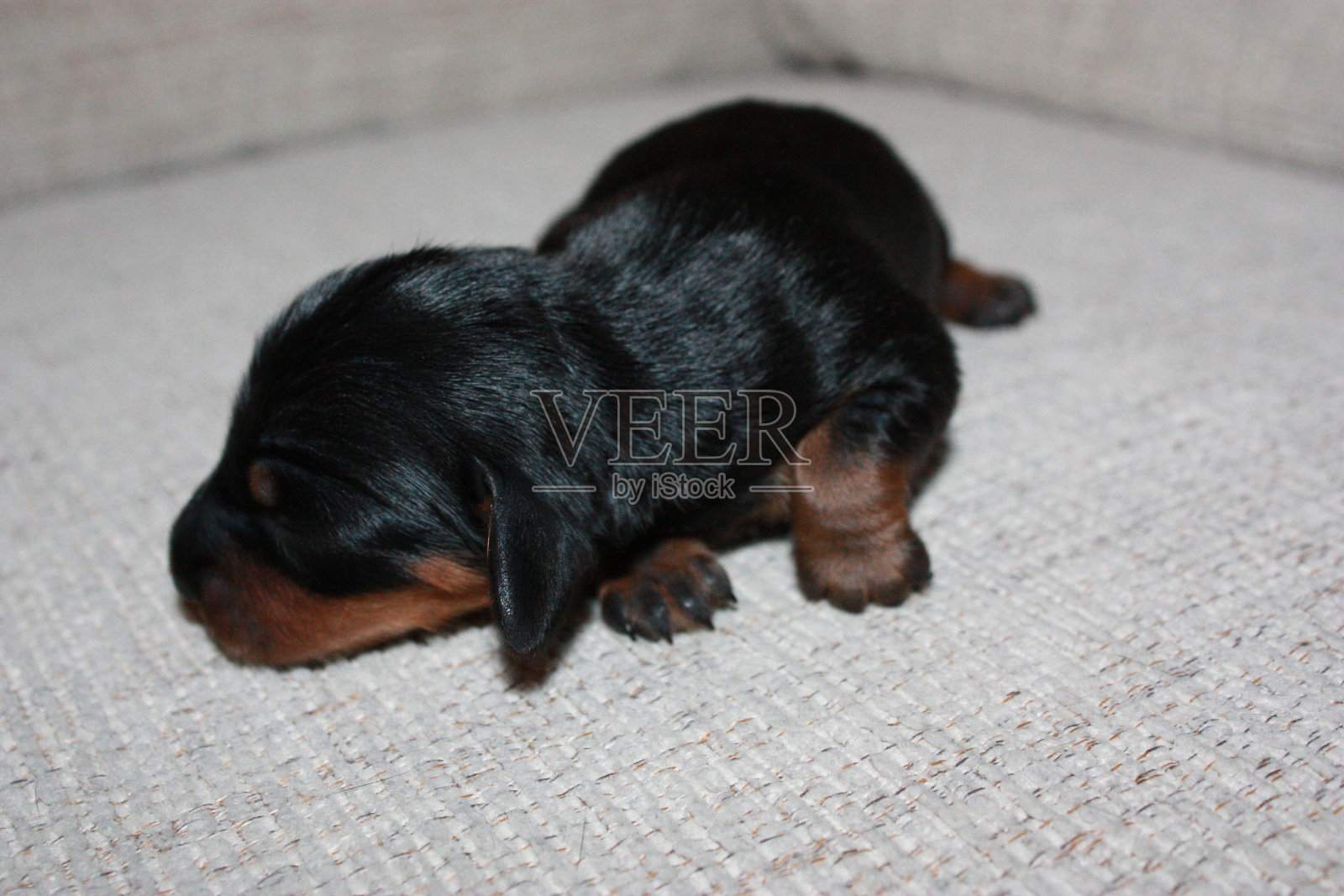 迷你腊肠犬小狗照片摄影图片