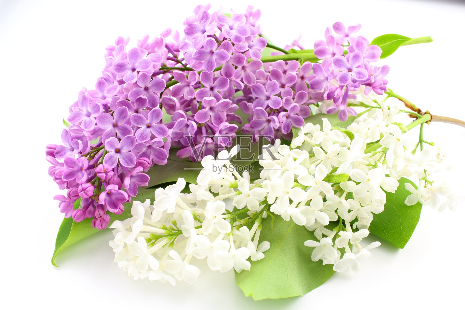 一种普通的淡紫色(紫丁香属)，单独开紫色和白色的花照片摄影图片