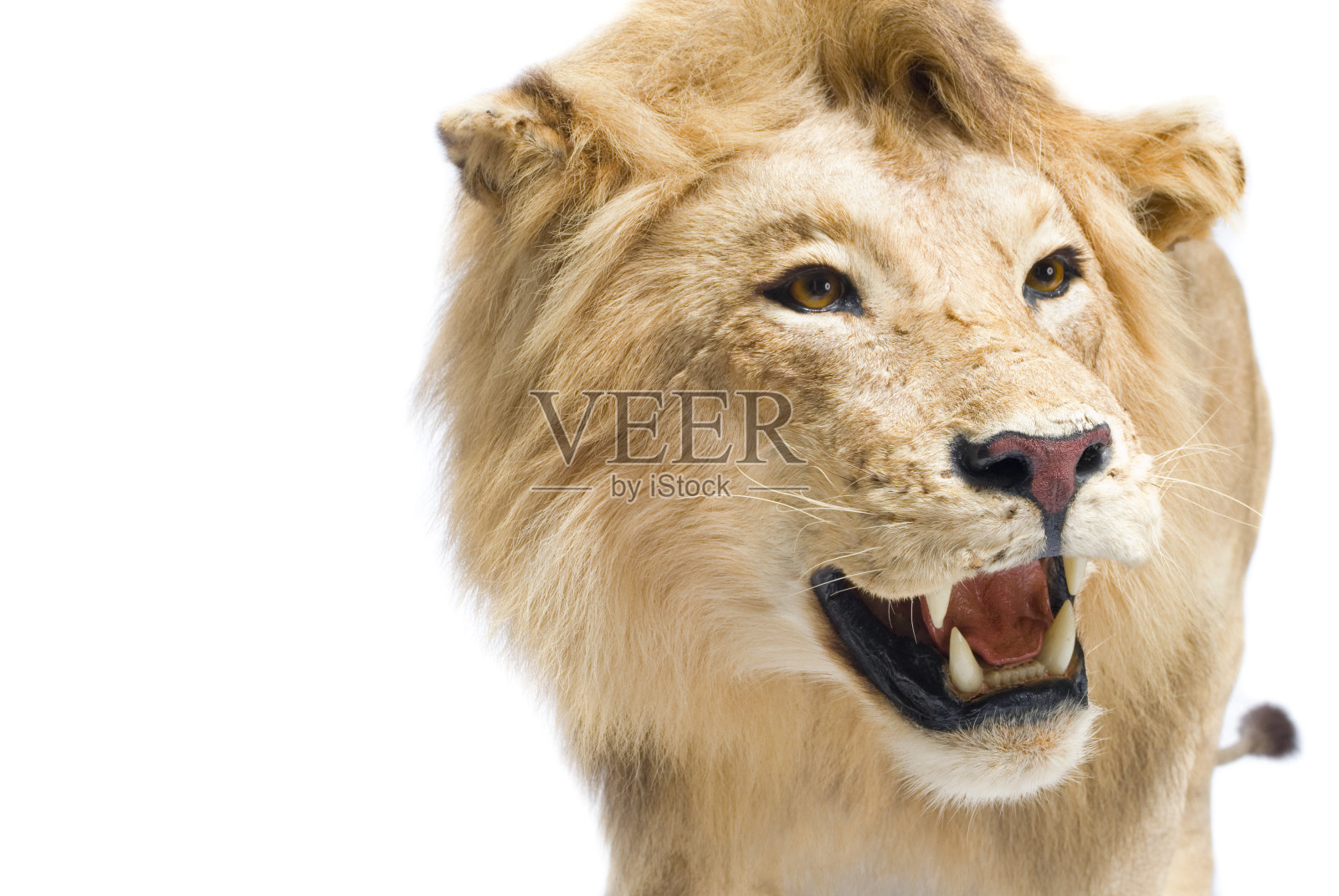 白色背景上的成年狮子标本照片摄影图片