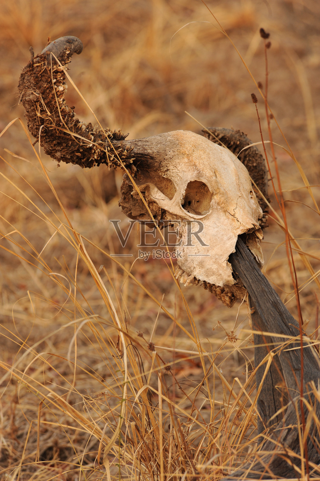 头骨照片摄影图片