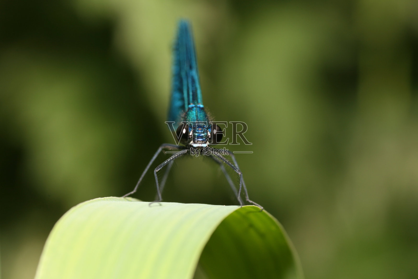 蜻蜓照片摄影图片