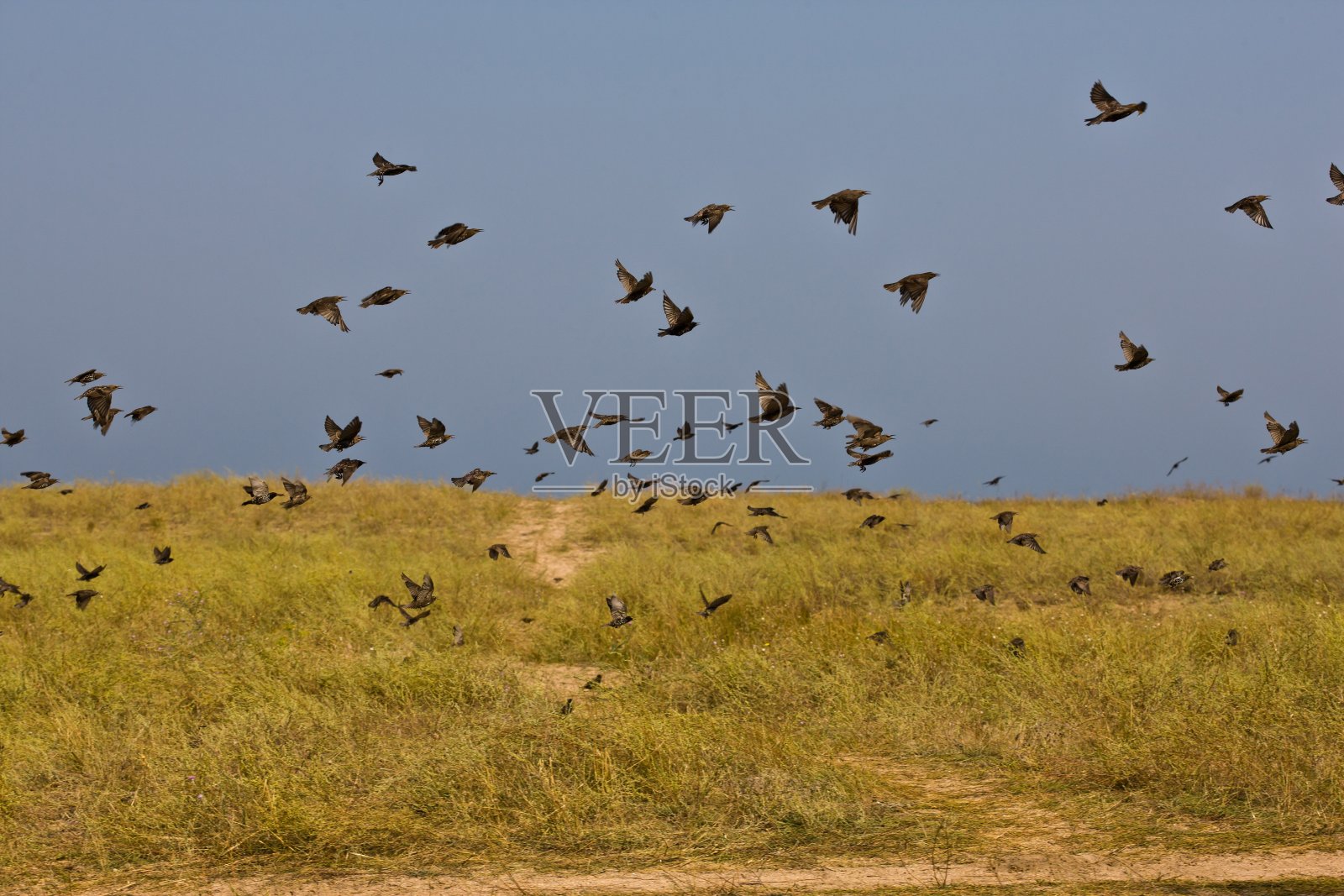 群鸟照片摄影图片
