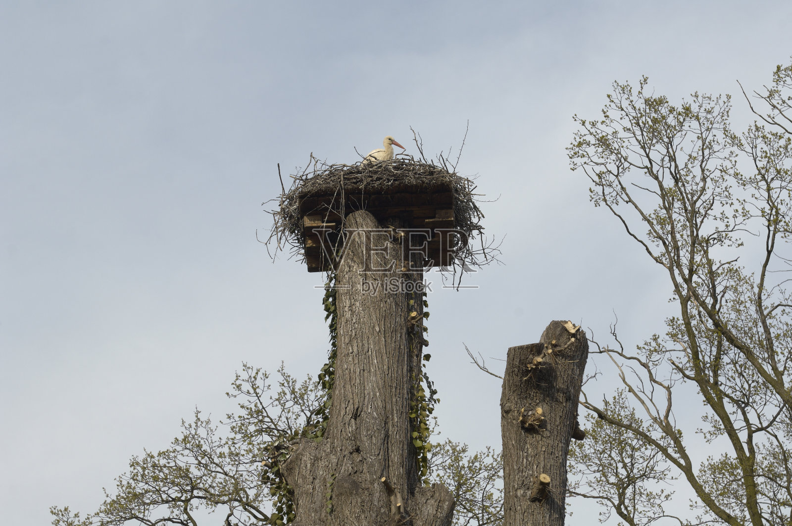 孤独的鹳在巢中。照片摄影图片