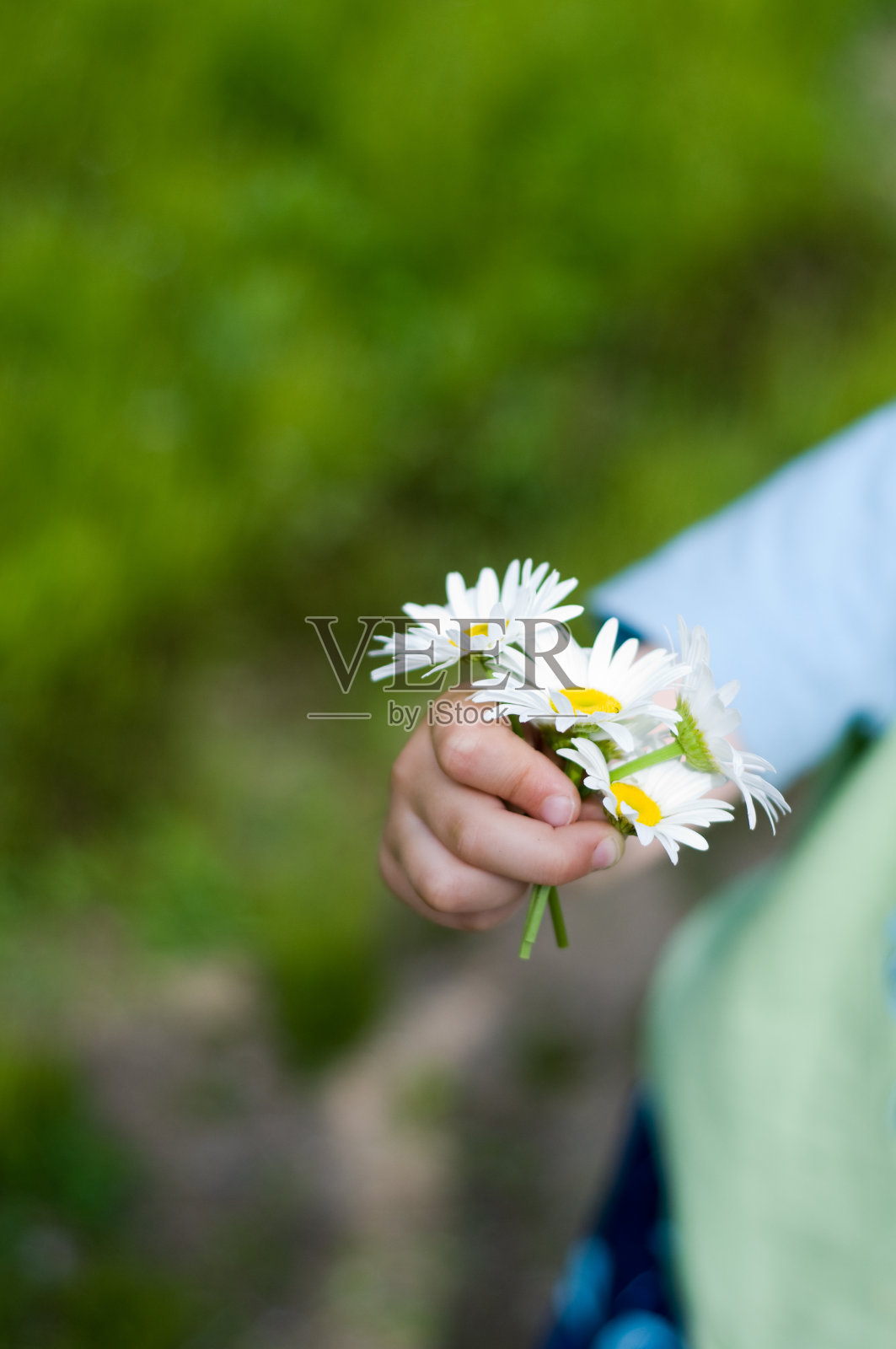 的雏菊照片摄影图片