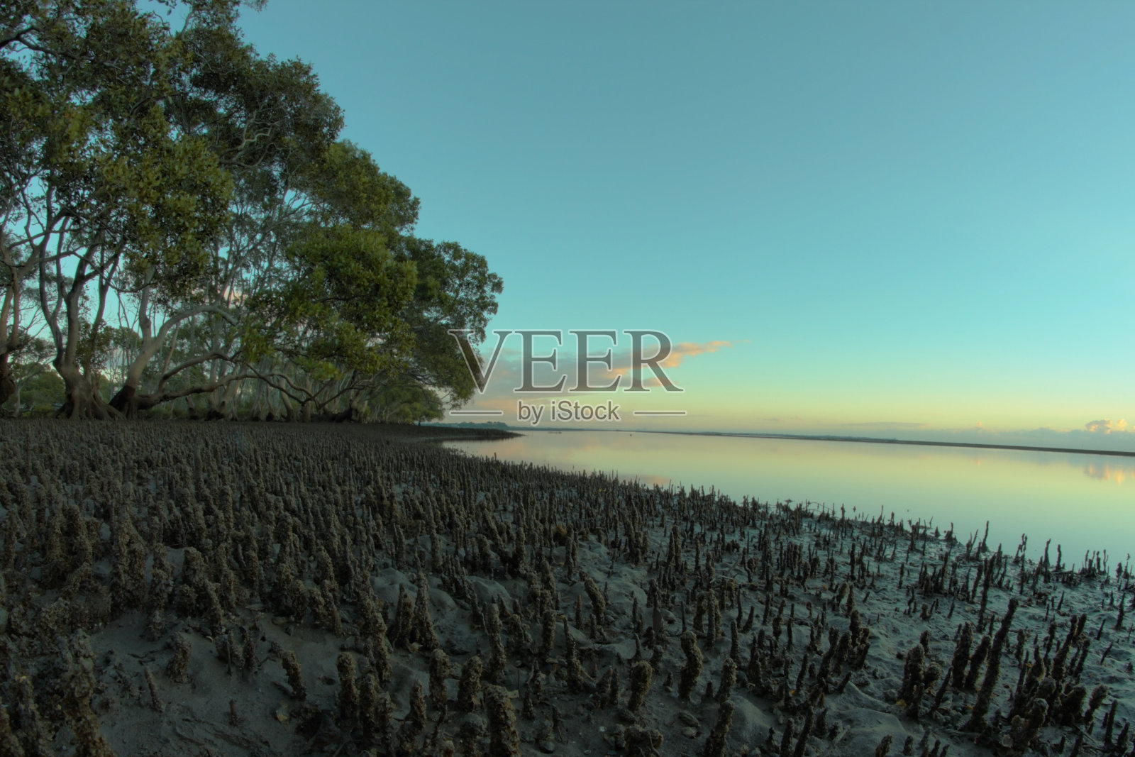 红树林希卢埃特照片摄影图片