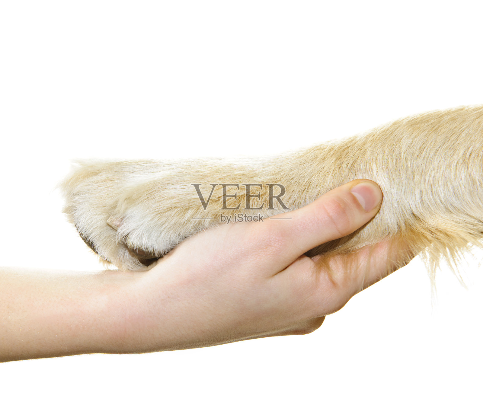 人的手牵着狗的爪子照片摄影图片