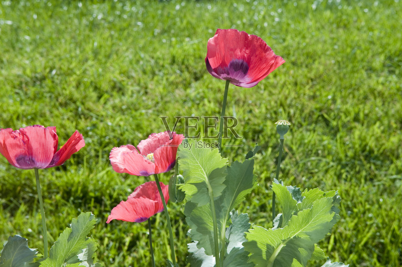 罂粟照片摄影图片