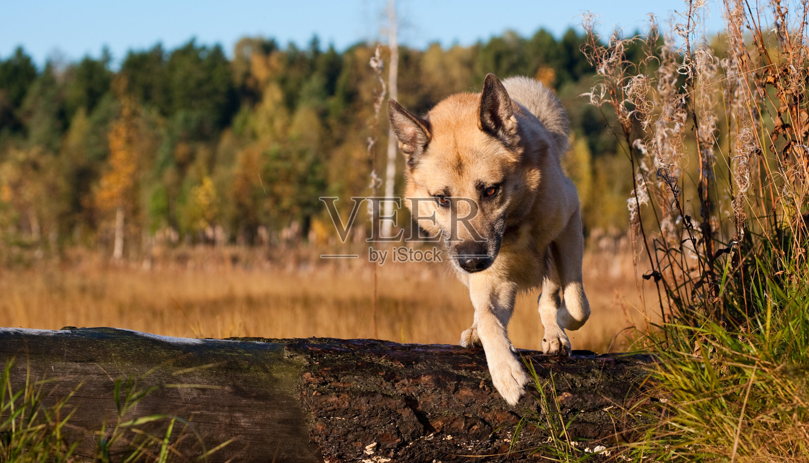 西西伯利亚莱卡(哈士奇)照片摄影图片