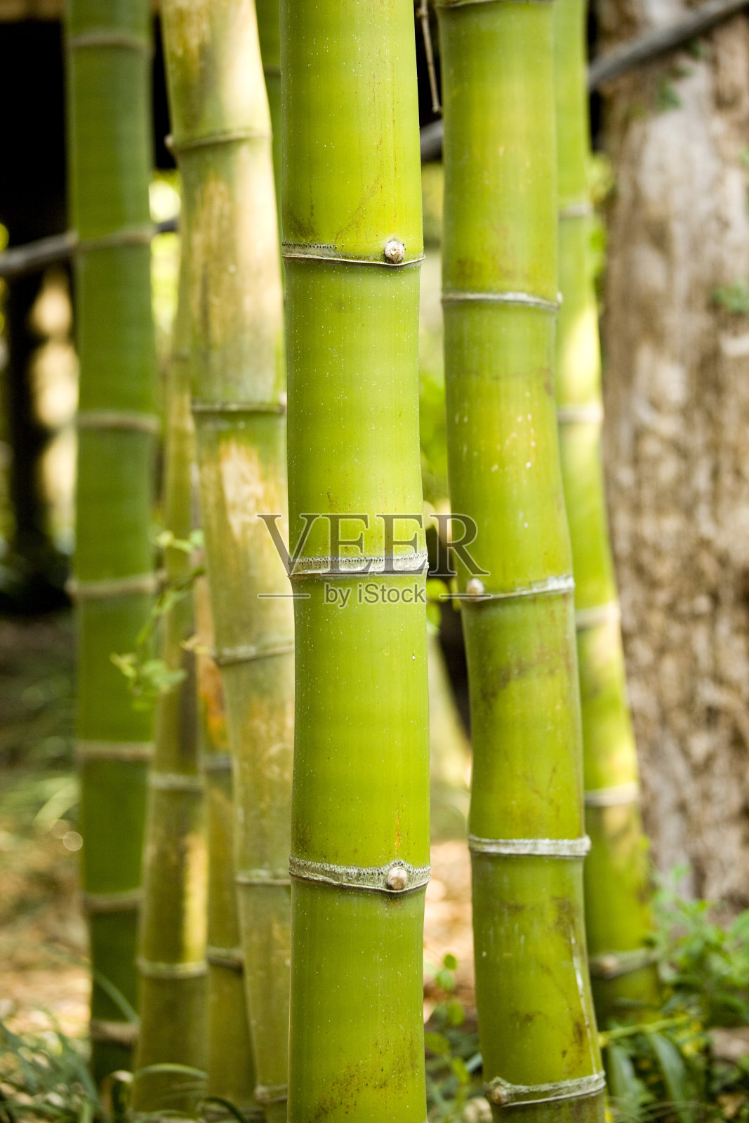绿色的竹子照片摄影图片
