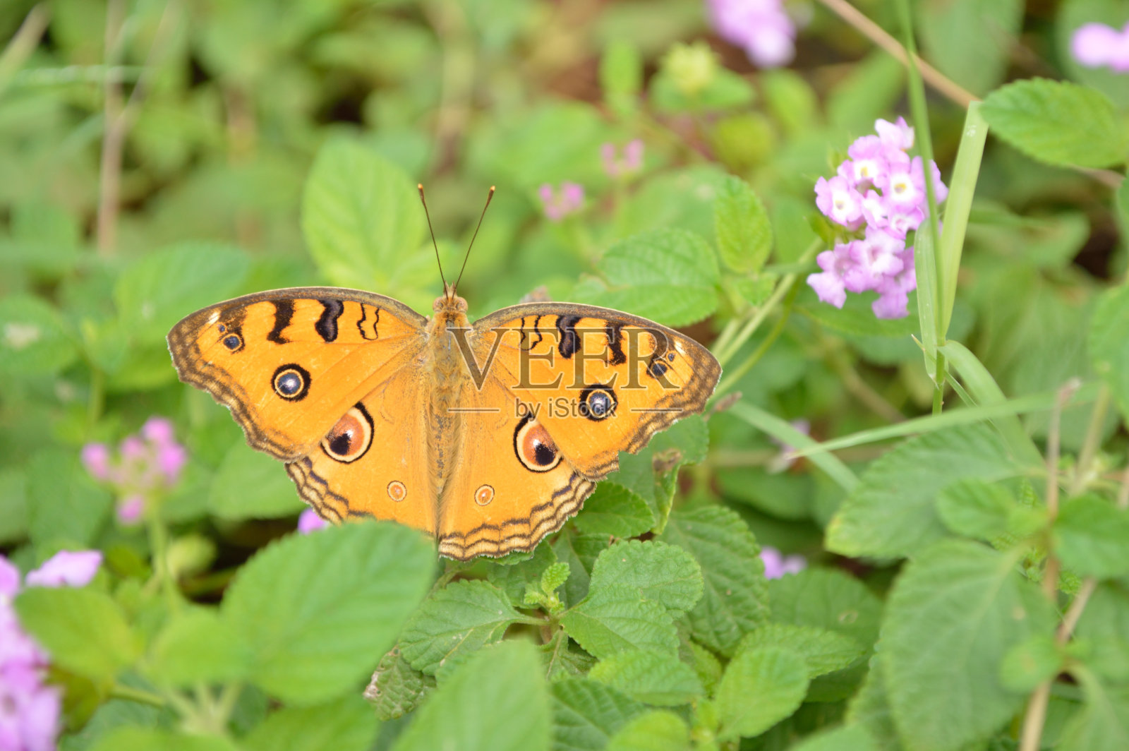蝴蝶炫耀照片摄影图片
